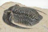 Diademaproetus Trilobite - Foum Zguid, Morocco #216514-1